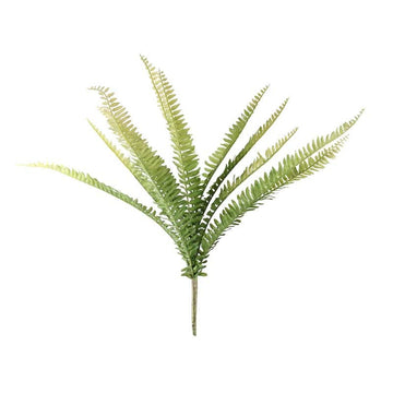 Boston Fern 48cm