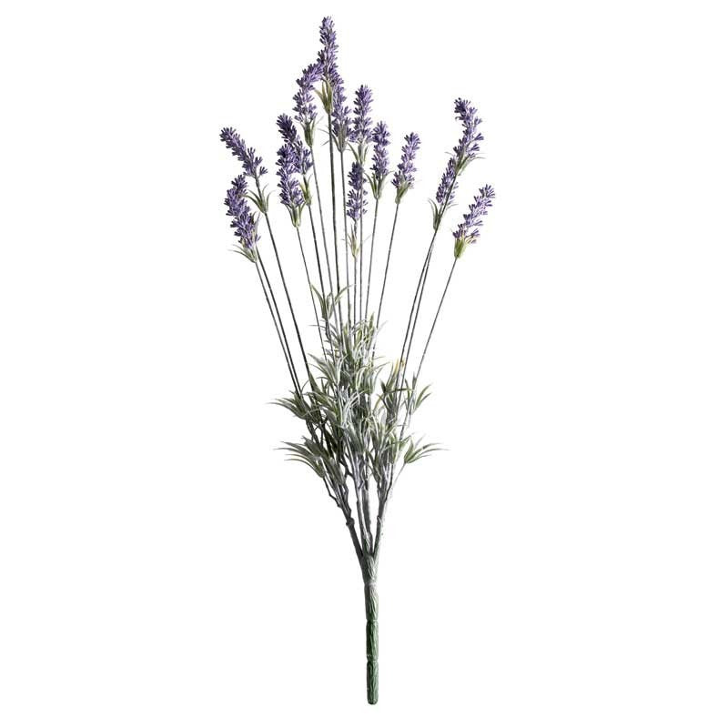 Purple Lavender Plant