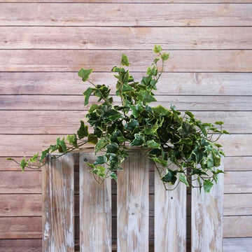 Sandringham Ivy Bush 71cm  x238 Leaves Variegated