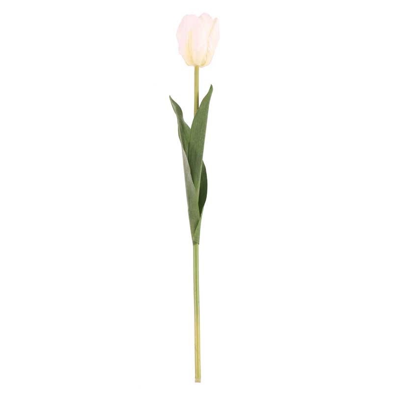 Tulip White