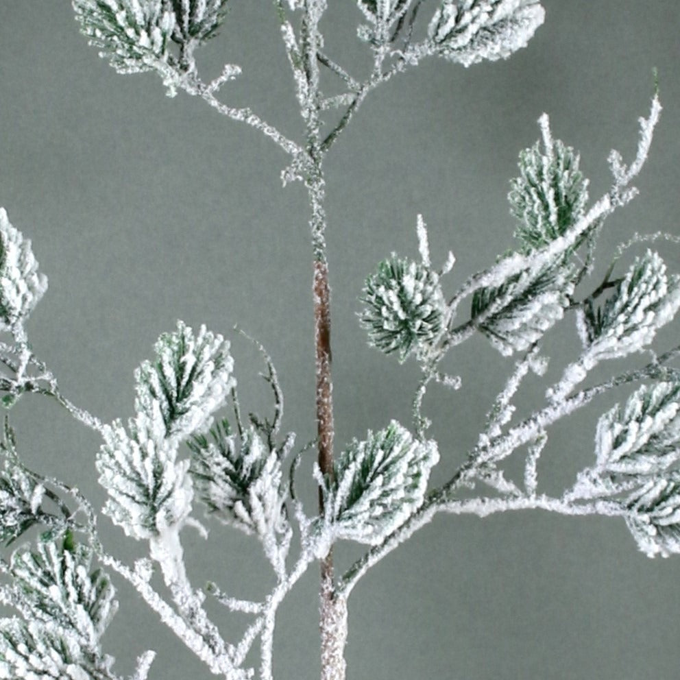 Snowy Wild Pine Branch