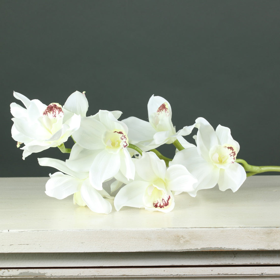 Tintagel Cymbidium Orchid White