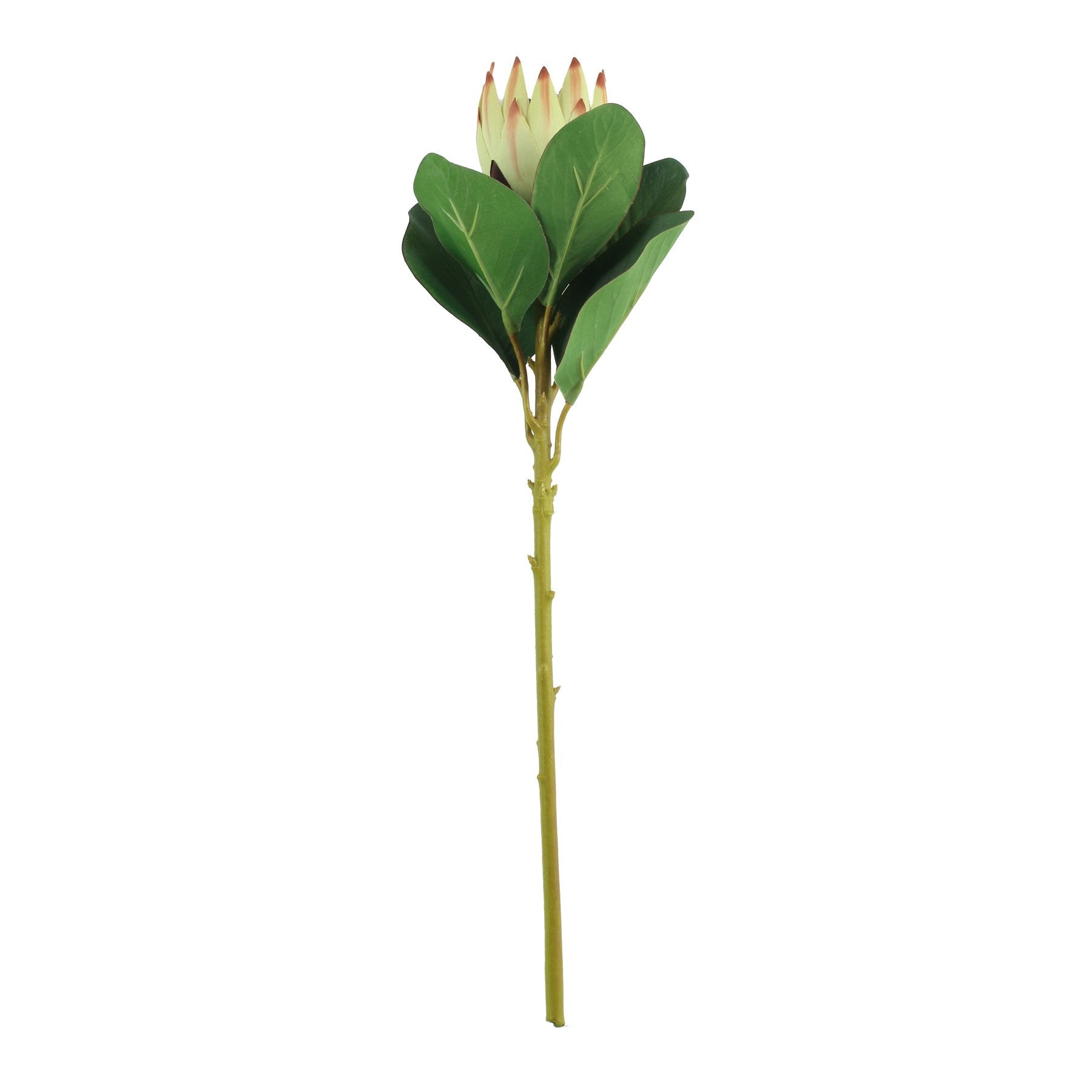 Protea Green Sprays (51cm)