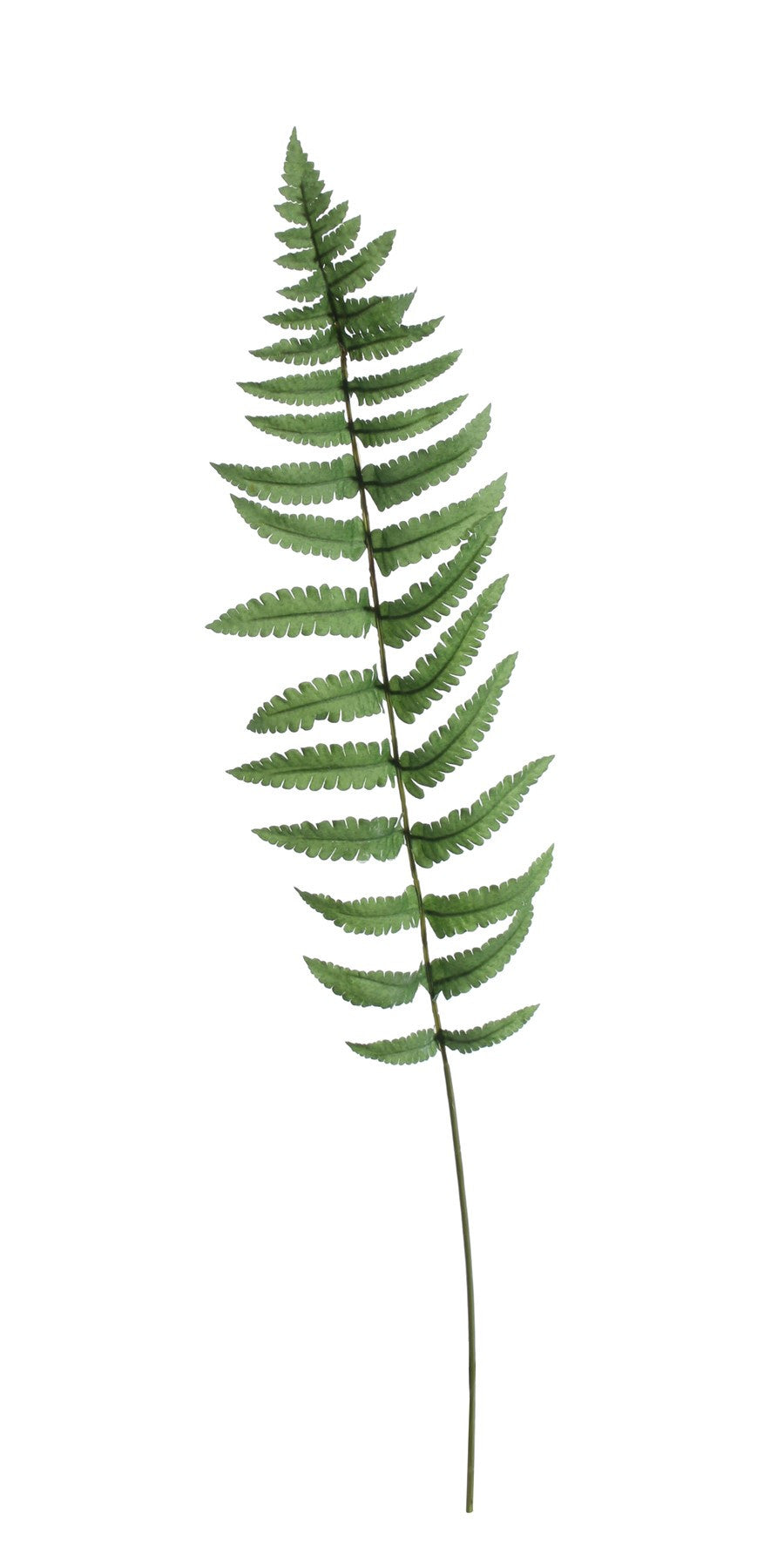 Large Ladder Fern Leaf (70cm)