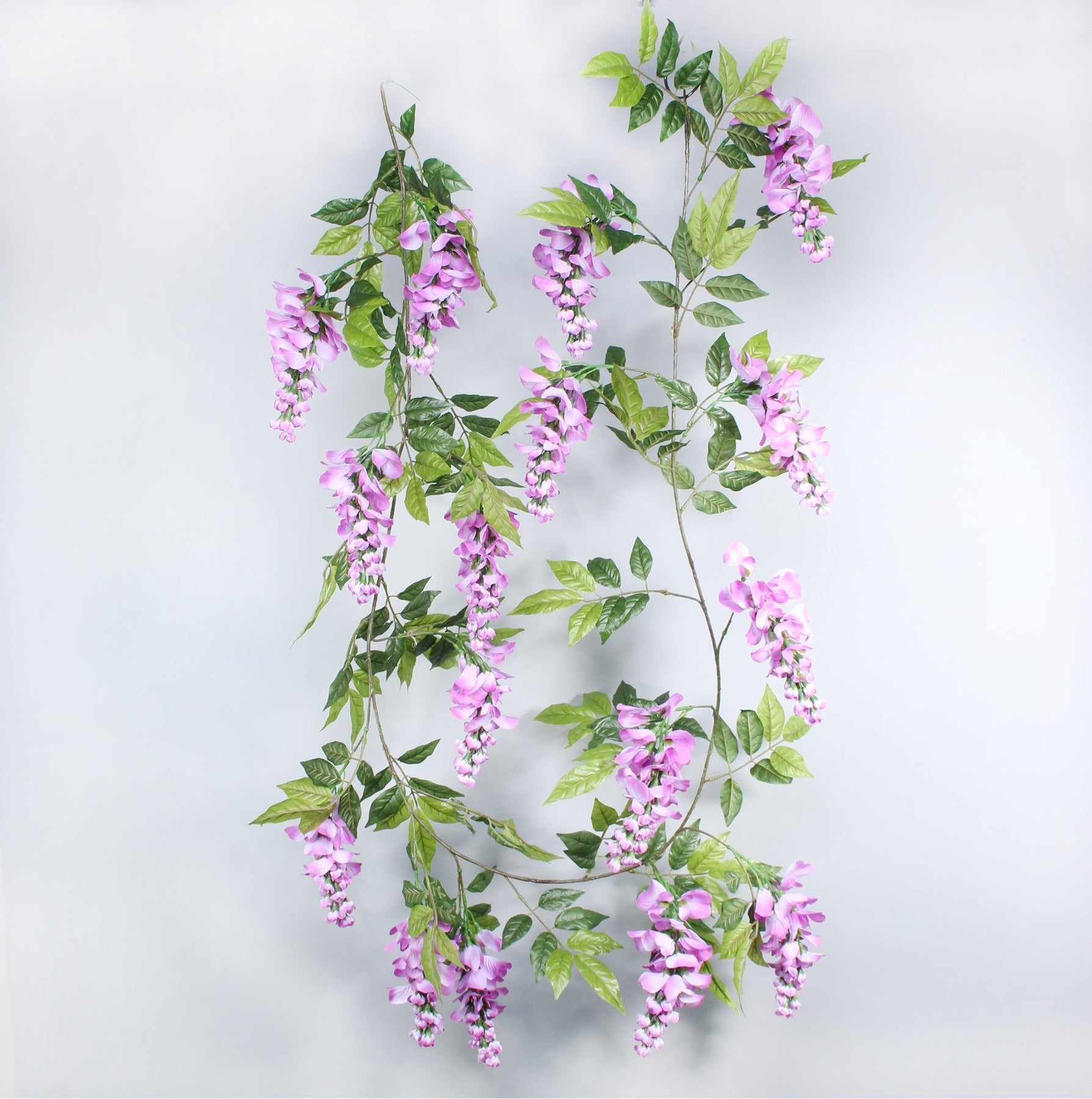 Wisteria Garland Lilac (1.9M)