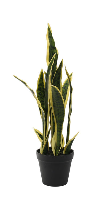 Potted Sansevieria 51cm