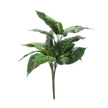 Dieffenbachia Plant 56cm