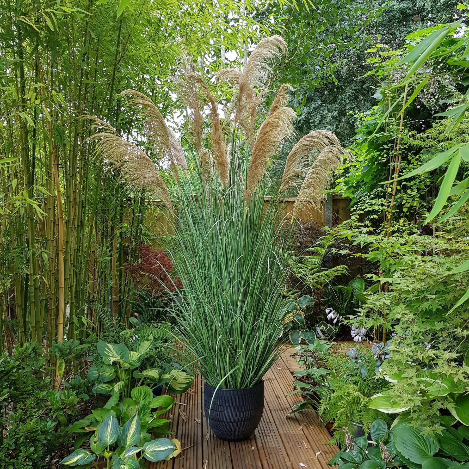 Potted Pampas 17 heads (180cm)