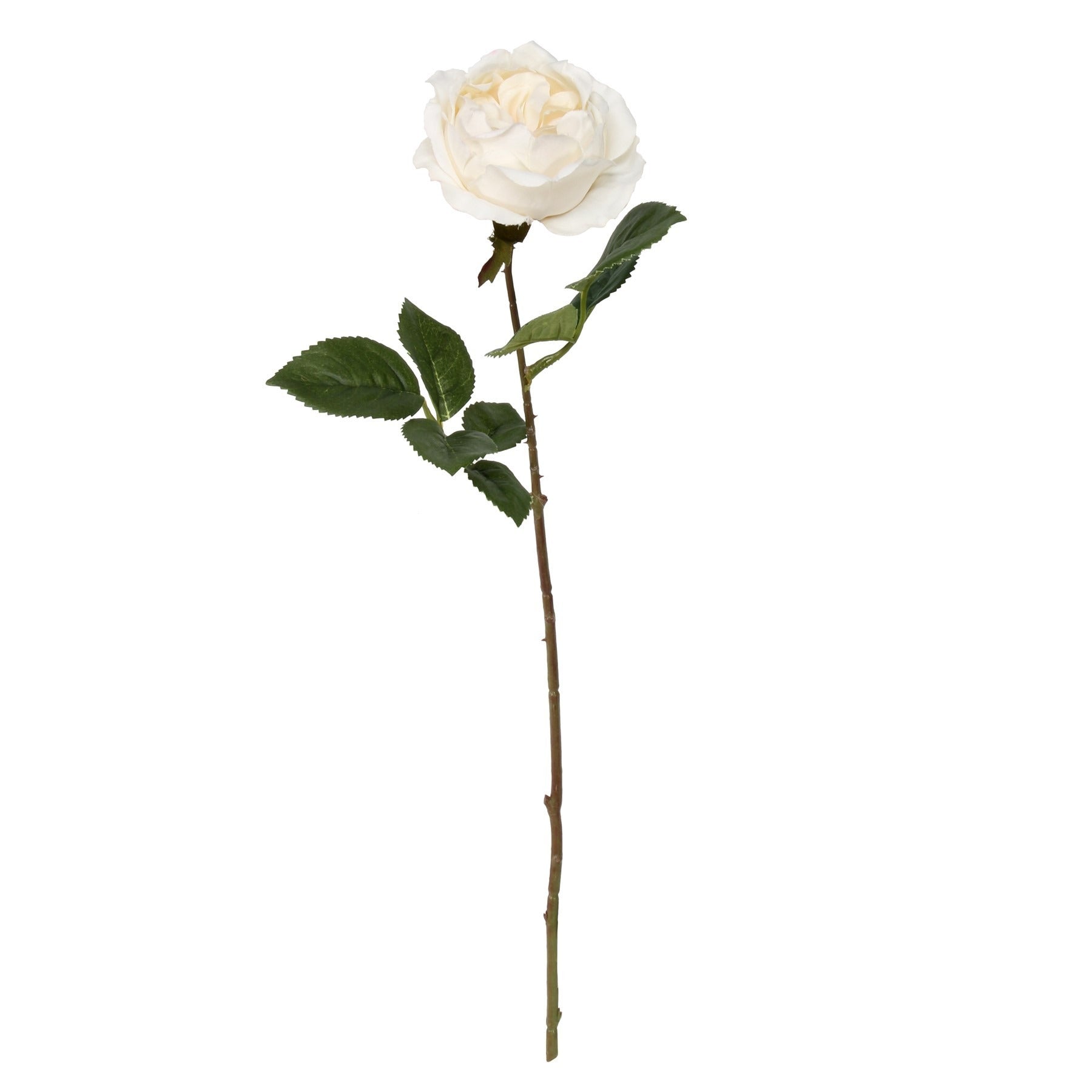 Balmoral Old Garden Cream Rose (45cm)