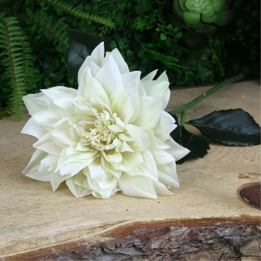 Glamis Single Dahlia with 2 Leaves Cream (61cm)