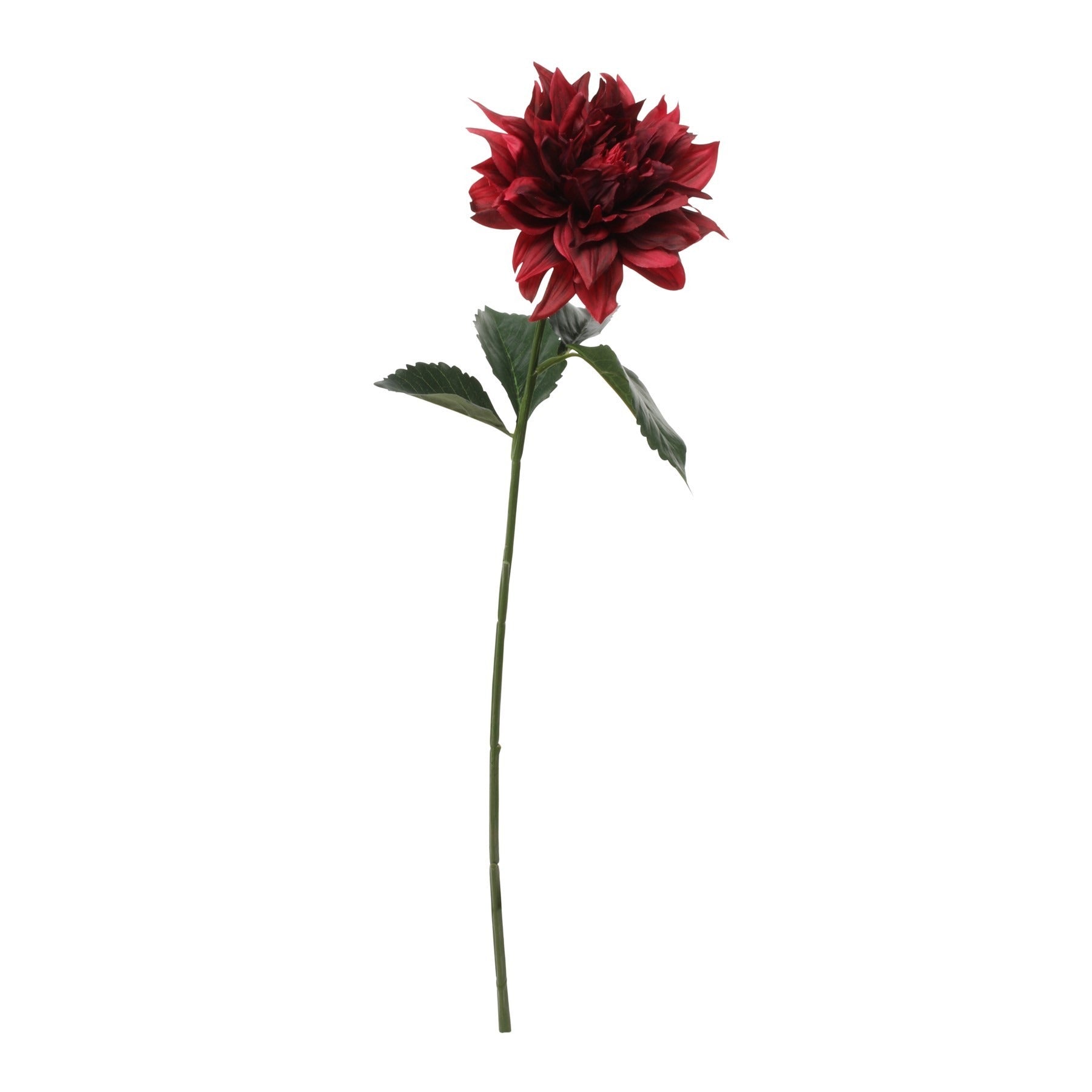 Glamis Single Dahlia Dark Red (61cm)