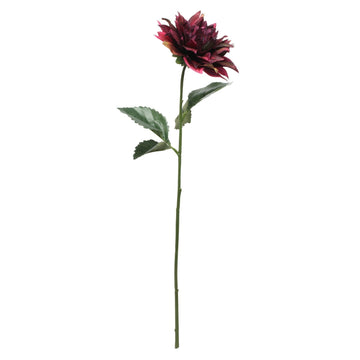 Glamis Single Dahlia Burgundy (61cm)