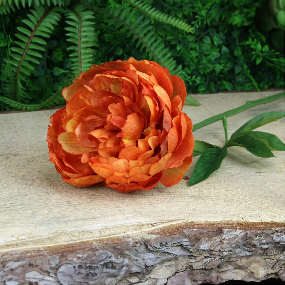 Glamis Single Peony Orange (62cm)