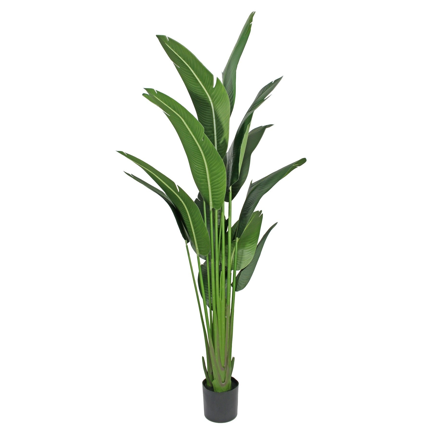 Artificial Strelitzia Plant in Pot (220cm)