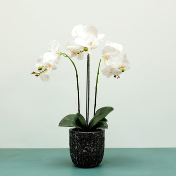 White Aragon Phalaenopsis in Cement Pot (3 stems)