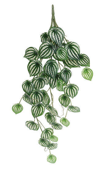 Trailing Calathea Houseplant (80cm)