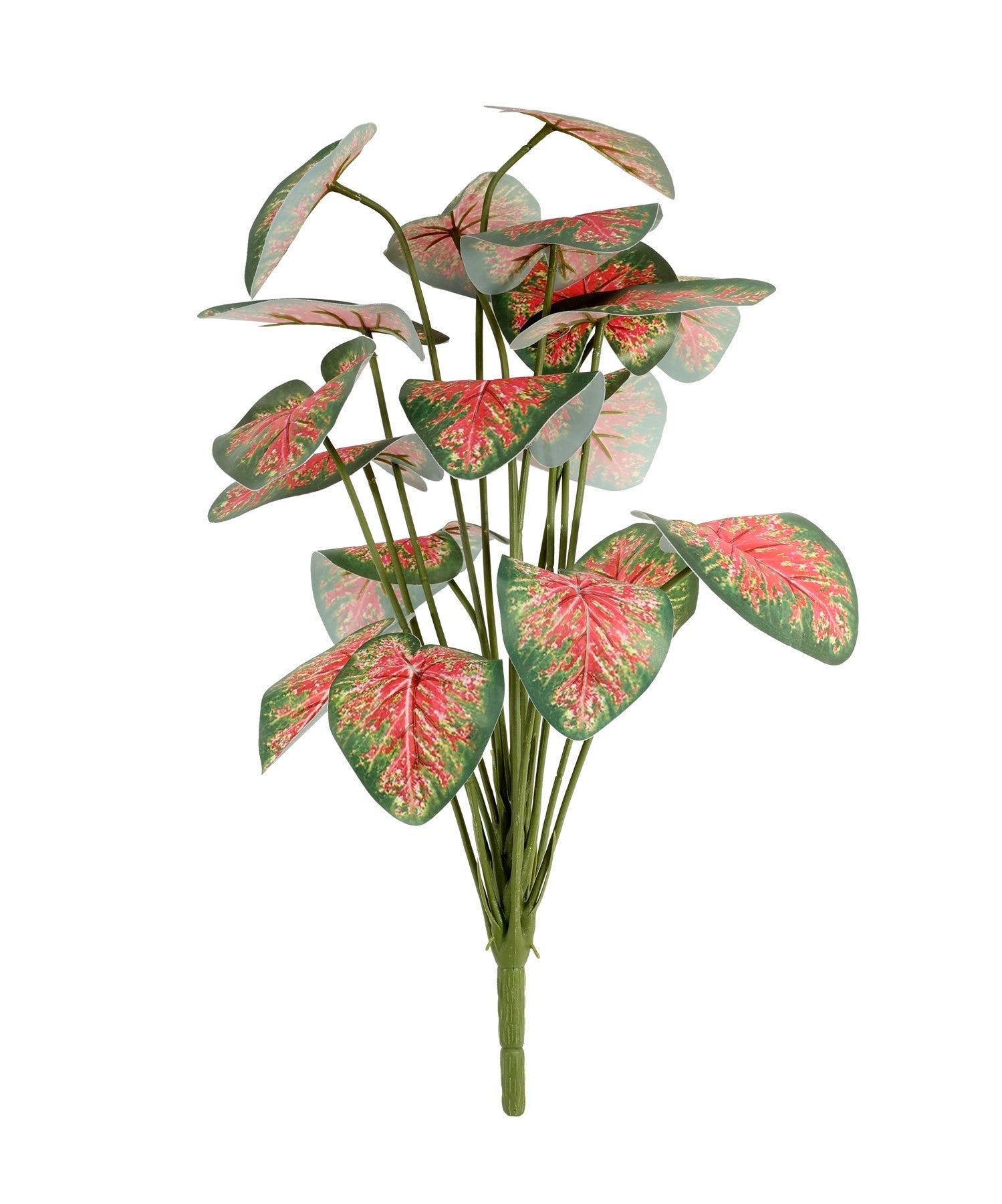 Caladium Houseplant (46cm)