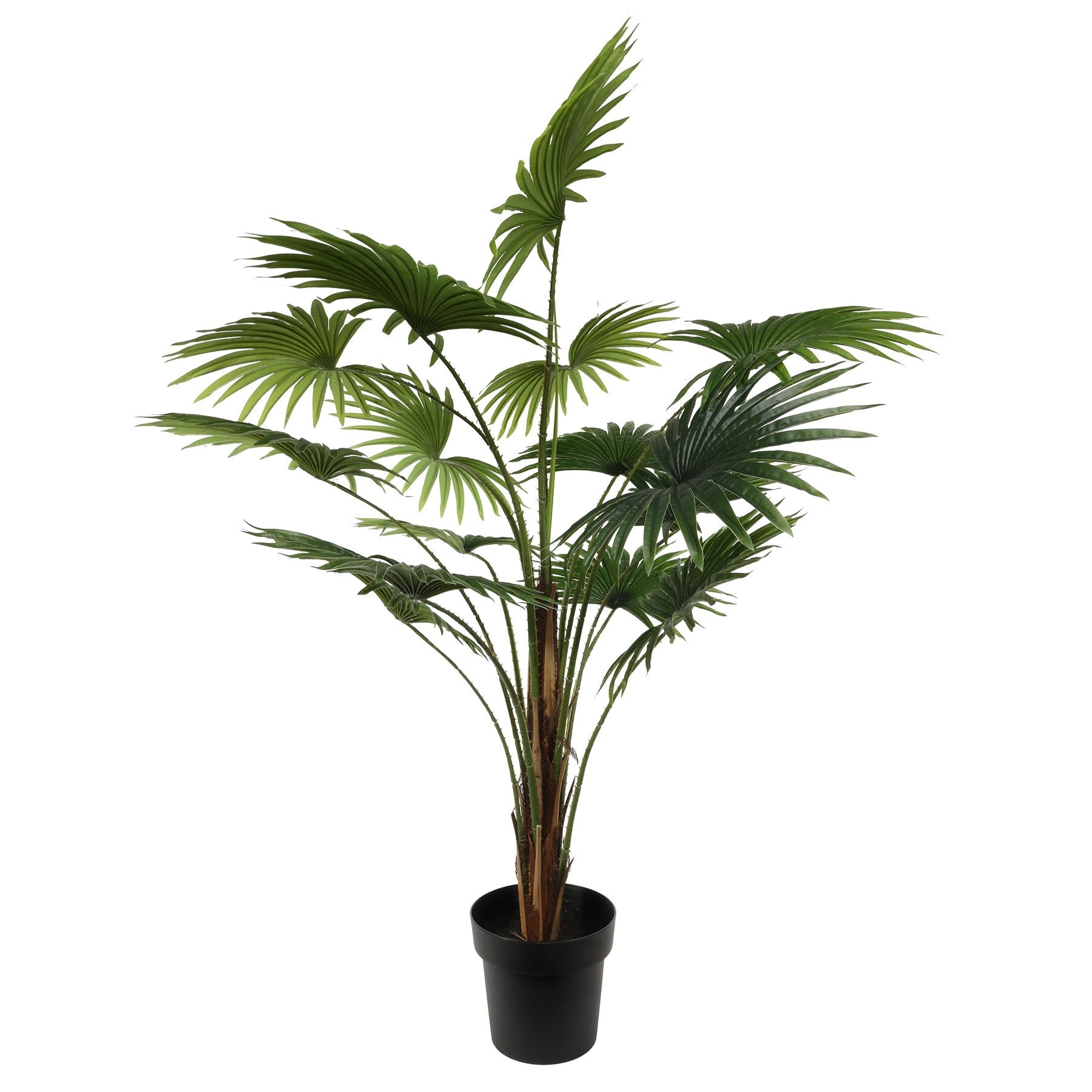 Fan Palm Potted House Plant (120cm)