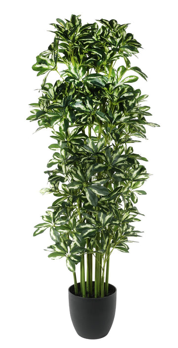 Schefflera Potted House Plant (120cm)