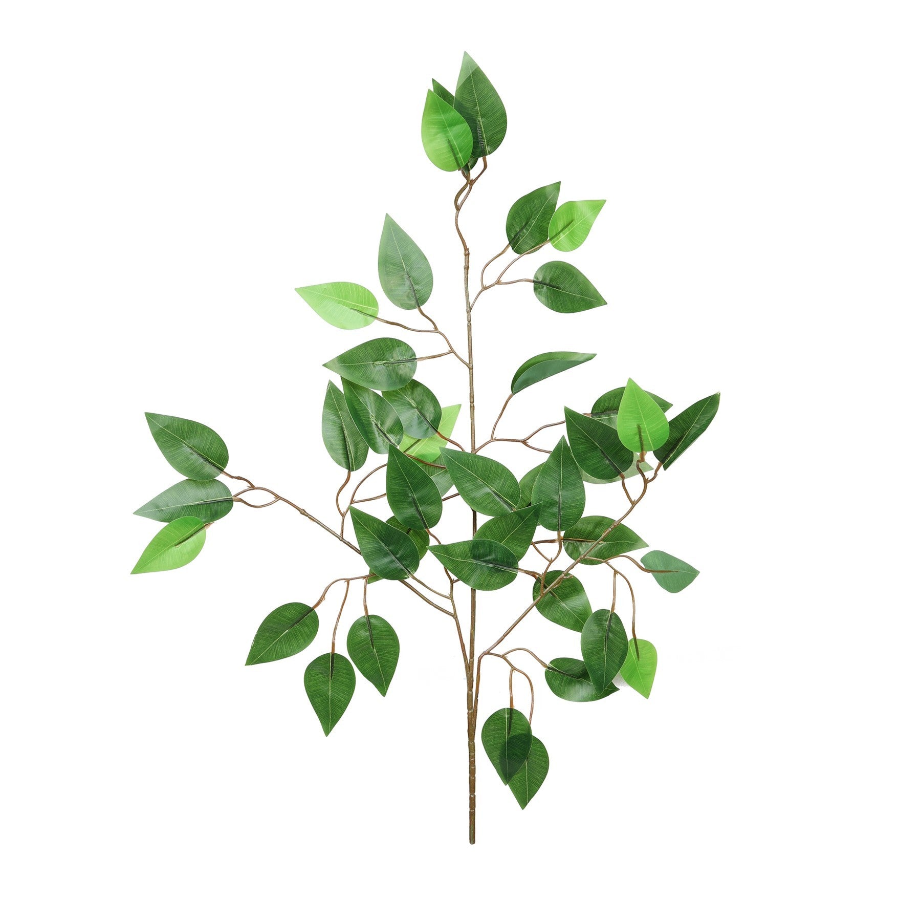 Essential Ficus Stem