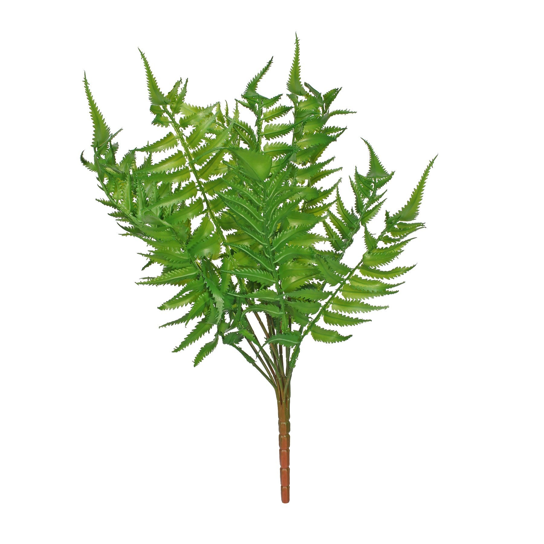 Woody Fern