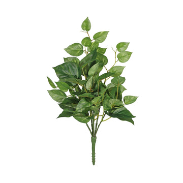 Pothos Bush 56cm