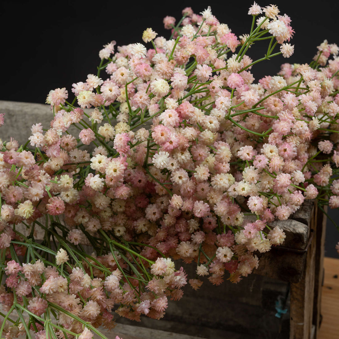 Pink Babys Breath Gypsophilia