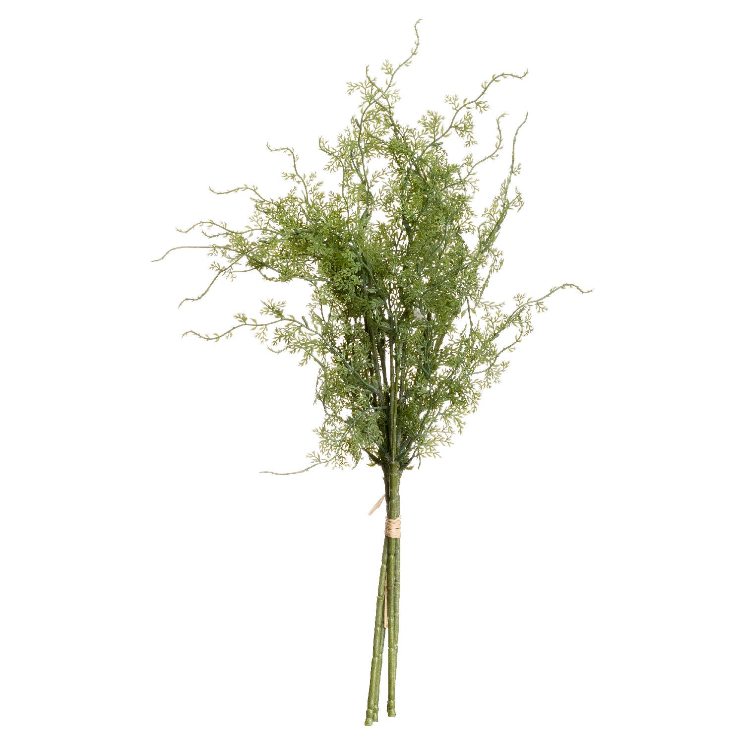 Asparagus Fern Bunch