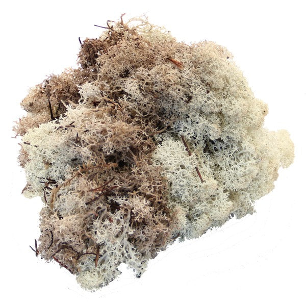 Natural Reindeer Moss