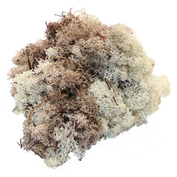 Natural Reindeer Moss