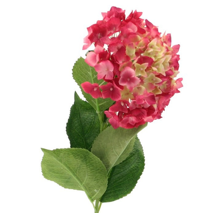 Single Hydrangea Fuschia