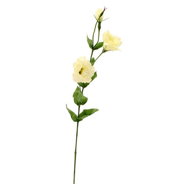 Lisianthus Spray Cream