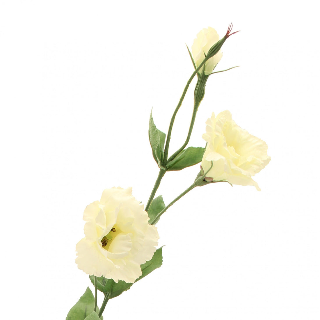 Lisianthus Spray Cream