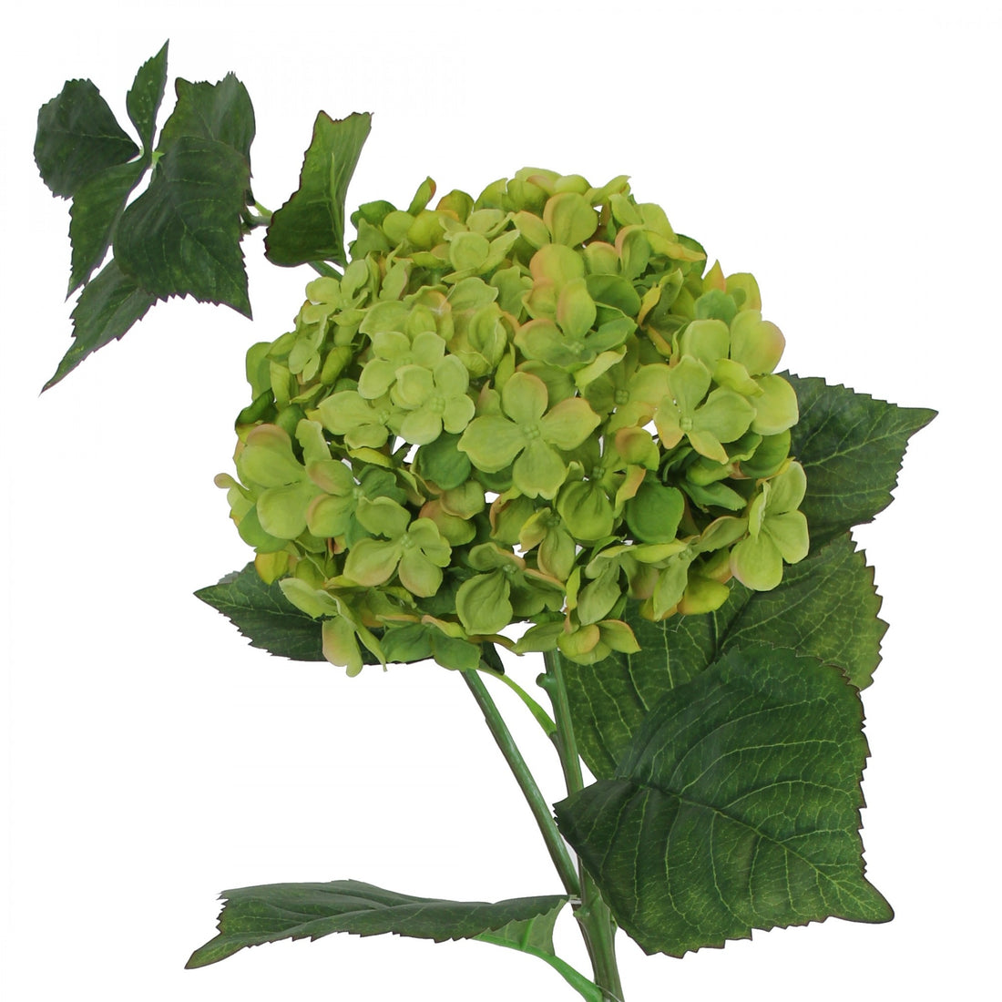 Large Hydrangea Green