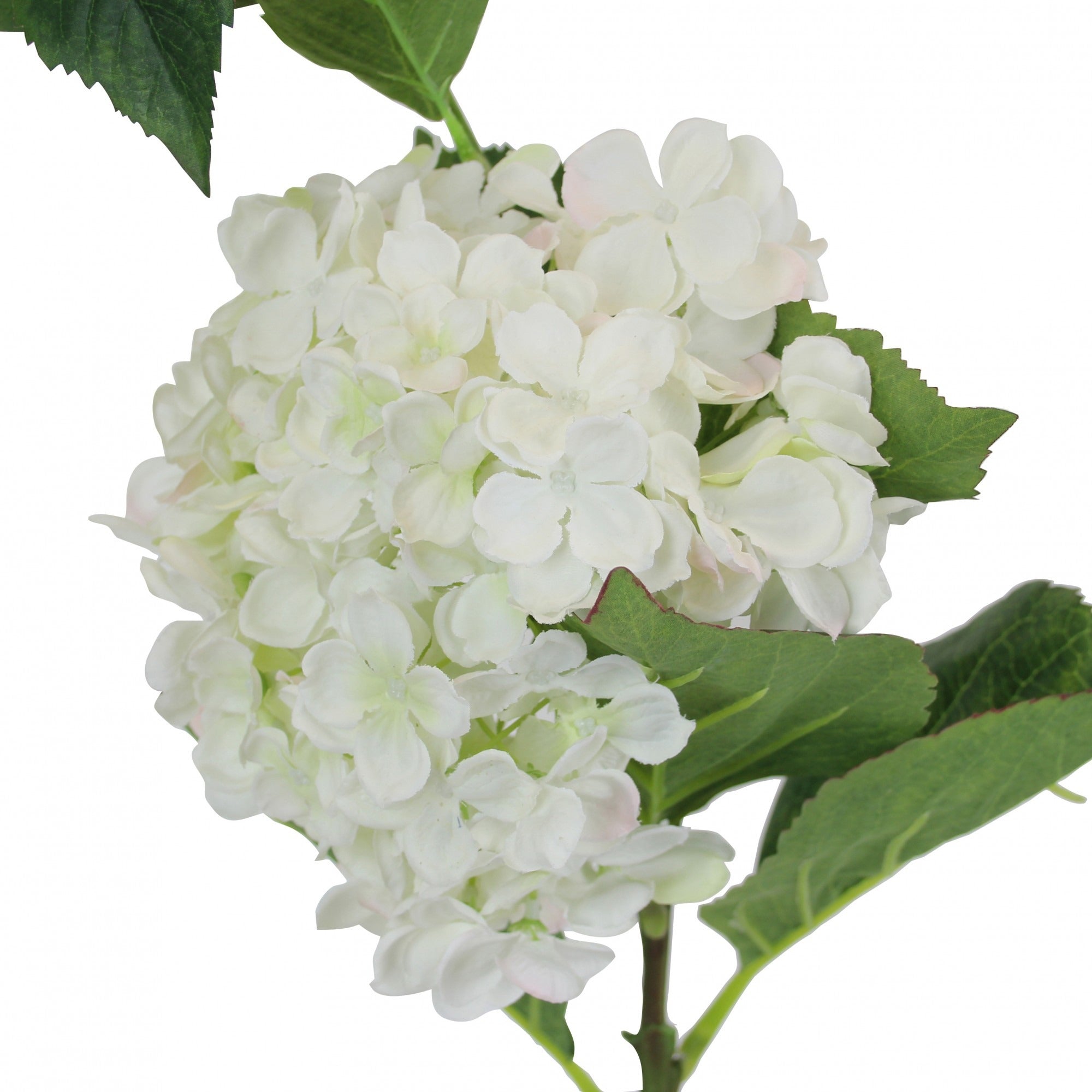 Large Hydrangea White