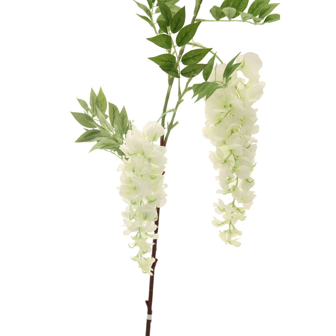 Two Head Wisteria White 90cm