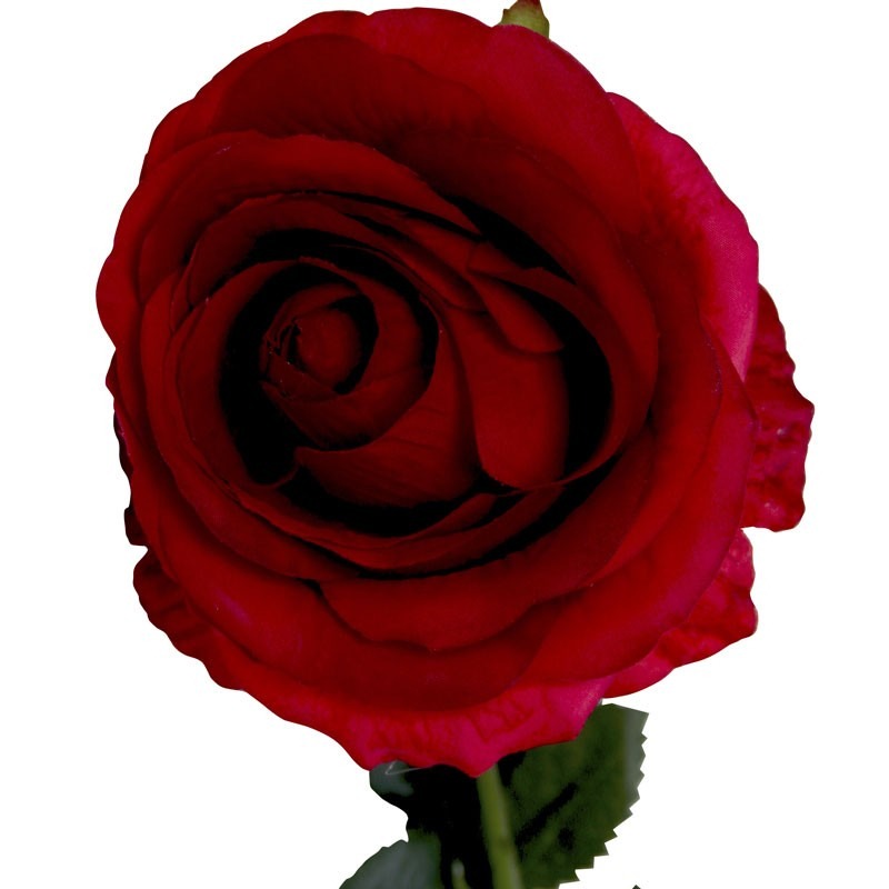 Small Camelot Open Rose Scarlet Red