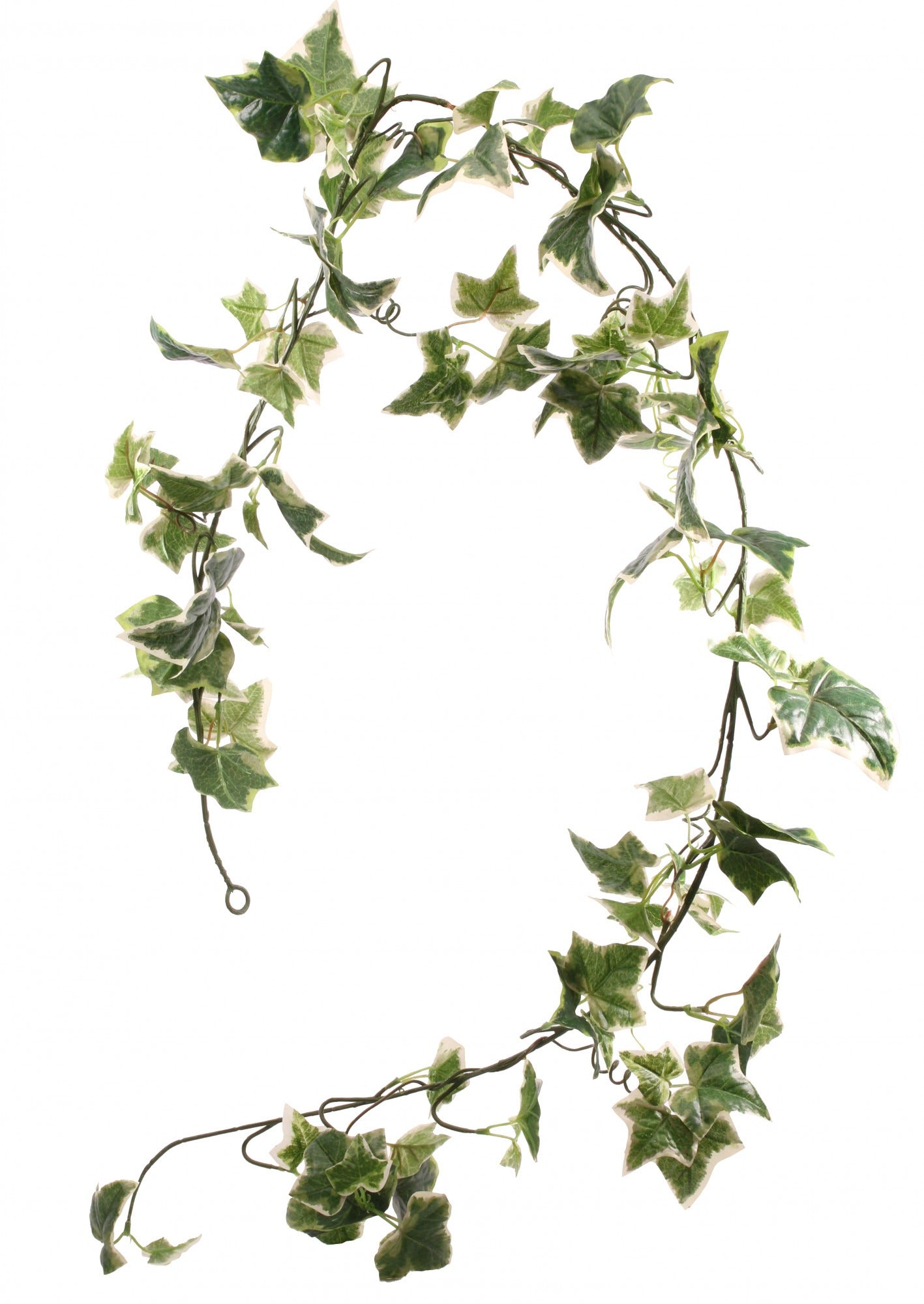 Holland Ivy Garland 6ft