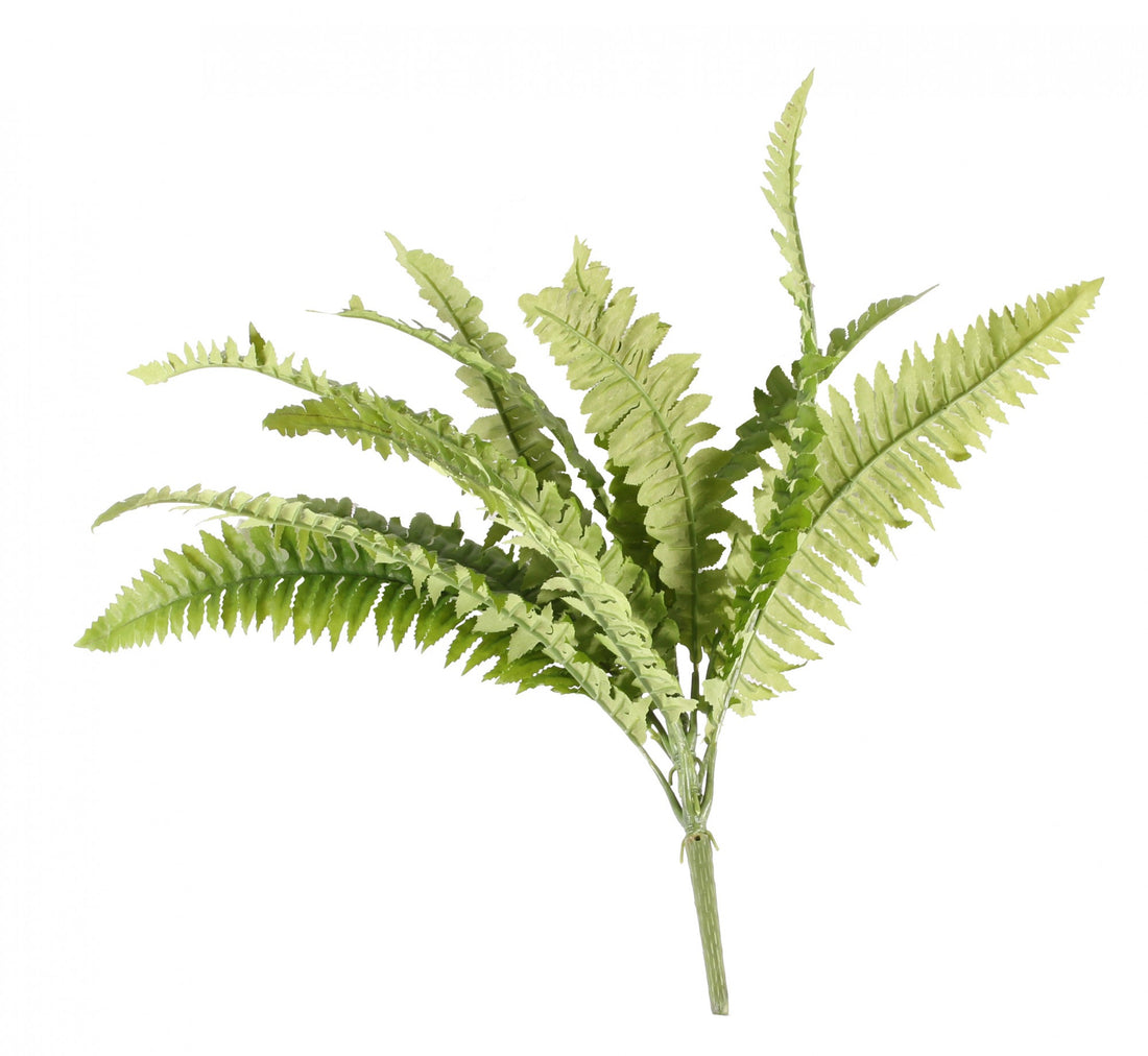 Boston Fern Bush 43cm