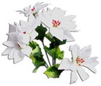 White Poinsettia Bush