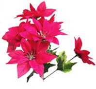 Red Poinsettia Bush