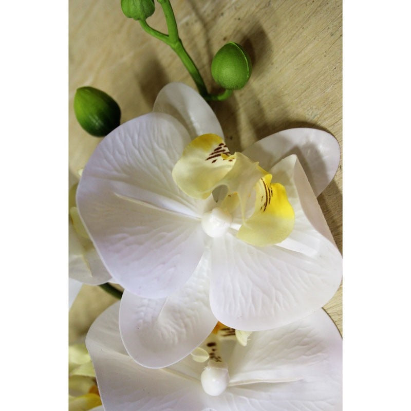 White Phalaenopsis Spray 34.5 inch