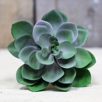 Succulent Pick 11cm