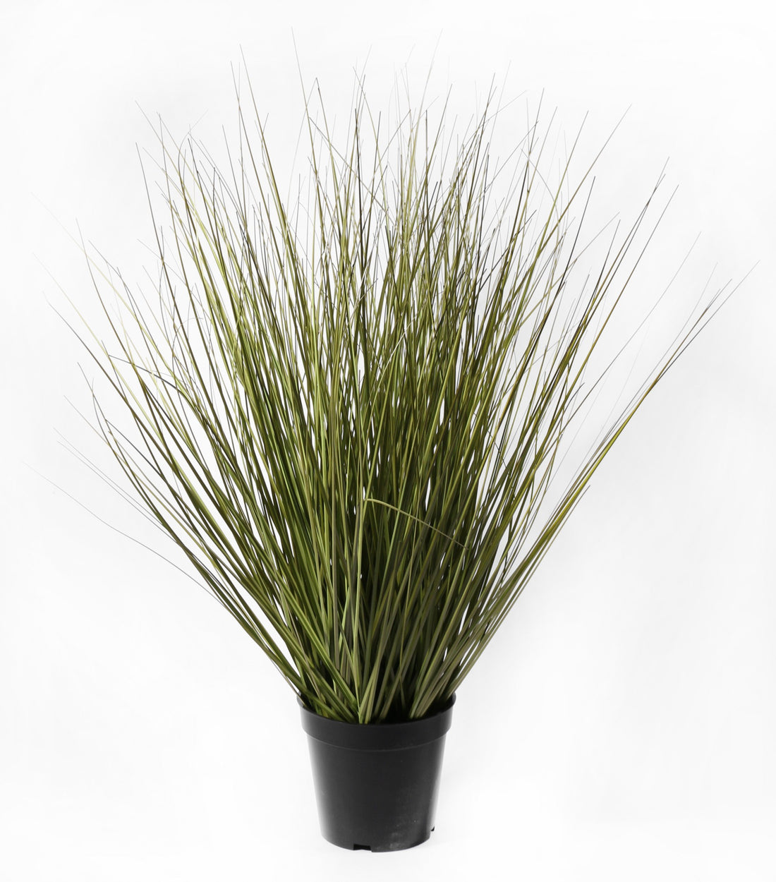 Festuca Grass Potted  (60cm)