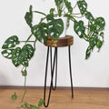 Albasia Wood Plant Stand - Natural & gold detail-