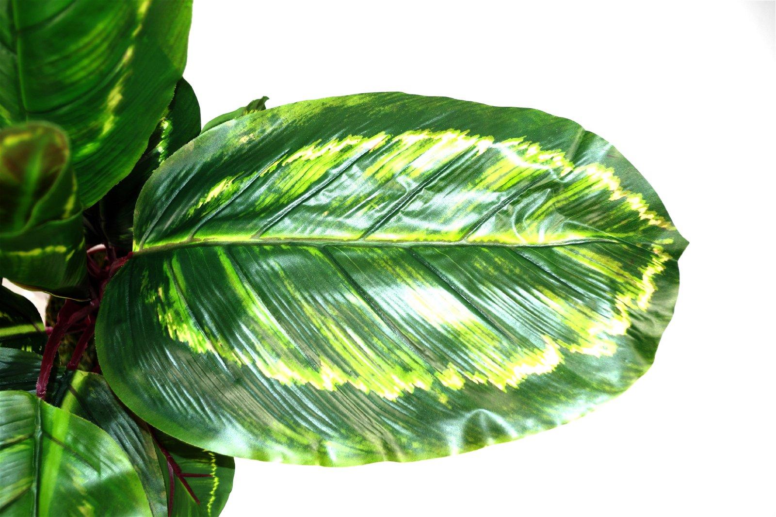 Artificial Medium 50cm Calathea Veitchiane Plant-Artificial Plants