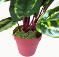 Artificial Medium 50cm Calathea Veitchiane Plant - £41.99 - Artificial Plants 