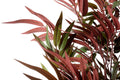 Bamboo Tree Red & Green 180cm - £176.99 - Artificial Plants 