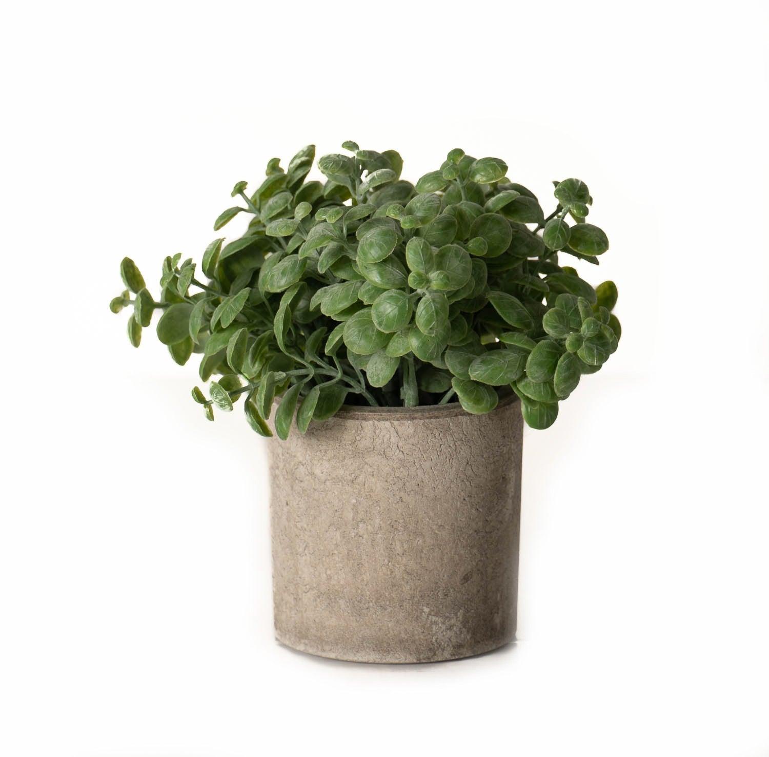 Basil Plant In Stone Effect Pot - £22.95 - Gifts & Accessories > All Artificial Potted Plants > Ornaments 