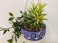 Blue Ceramic Hanging Pot with Plants-Small Succulents & Faux Bonsai